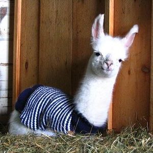 Llamas Pajamas
